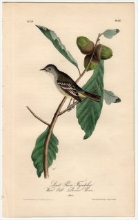 1840年 Audubon Birds of America Pl.66 タイランチョウ科 メジロハエトリ属 チビメジロハエトリ Least Pewee Flycatcher