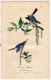 1840年 Audubon Birds of America Pl.70 ブユムシクイ科 ブユムシクイ属 ブユムシクイ Blue-grey Flycatcher