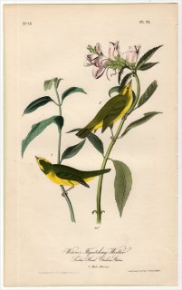1840年 Audubon Birds of America Pl.75 アメリカムシクイ科 ウィルソニア属 ウィルソンアメリカムシクイ Wilson's Flycatching-Warbler