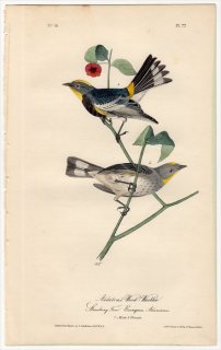 1840年 Audubon Birds of America Pl.77 アメリカムシクイ科 キヅタアメリカムシクイ Audubon's Wood-Warbler