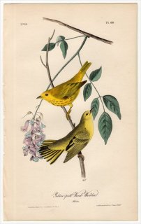 1840年 Audubon Birds of America Pl.88 アメリカムシクイ科 キイロアメリカムシクイ Yellow-poll Wood-Warbler