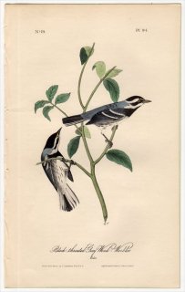 1840年 Audubon Birds of America Pl.94 アメリカムシクイ科 ノドグロハイアメリカムシクイ Black-Throated Grey Wood-Warbler