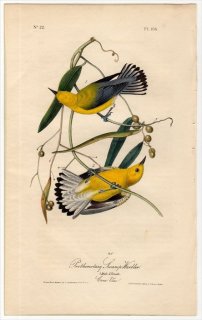 1840ǯ Audubon Birds of America Pl.106 ꥫॷ ץȥΥꥢ° 󥢥ꥫॷ Prothonotary Swamp-Warbler