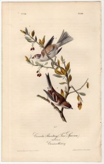1840ǯ Audubon Birds of America Pl.166 ޥե ҥɥ° ʥեҥɥ Canada Bunting