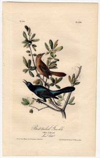 1840年 Audubon Birds of America Pl.220 ムクドリモドキ科 オナガクロムクドリモドキ Boat-Tailed Grakle