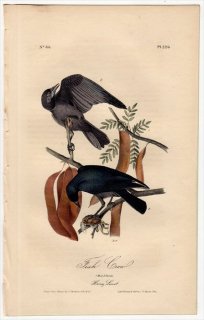 1840ǯ Audubon Birds of America Pl.226 饹 饹° 饹 Fish Crow