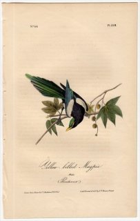 1840年 Audubon Birds of America Pl.228 カラス科 カササギ属 キバシカササギ Yellow-Billed Magpie
