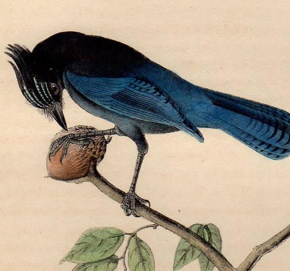 カケスの剥製 カケス剥製 - 頭骨・骨格標本・剥製販売 【Core-Box】