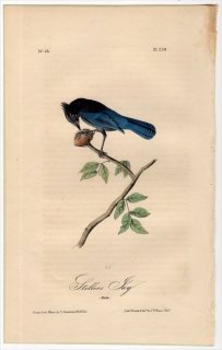 1840年 Audubon Birds of America Pl.230 カラス科 アオカケス属 ステラーカケス Steller's Jay