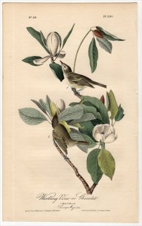 1840年 Audubon Birds of America Pl.241 モズモドキ科 モズモドキ属 ウタイモズモドキ Warbling Vireo or Greenlet