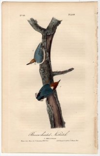 1840年 Audubon Birds of America Pl.249 ゴジュウカラ科 ゴジュウカラ属 チャガシラヒメゴジュウカラ Brown-Headed Nuthatch