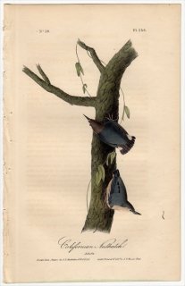 1840ǯ Audubon Birds of America Pl.250 奦 奦° ҥᥴ奦 Californian Nuthatch