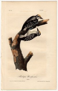 1840ǯ Audubon Birds of America Pl.259 ĥĥ  Phillips' Woodpecker