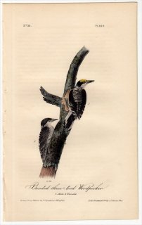 1840ǯ Audubon Birds of America Pl.269 ĥĥ ԥǥ° ߥӥ Banded Three-Toed Woodpecker