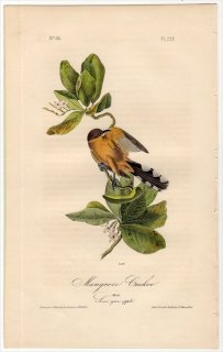 1840年 Audubon Birds of America Pl.277 カッコウ科 アメリカカッコウ属 マングローブカッコウ Mangrove Cuckoo