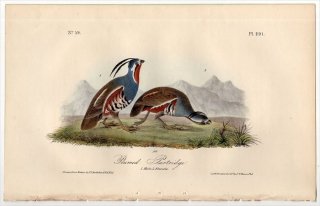 1840年 Audubon Birds of America Pl.291 ナンベイウズラ科 ツノウズラ属 ツノウズラ Plumed Partridge