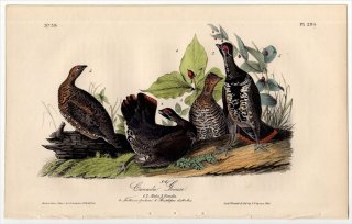 1840年 Audubon Birds of America Pl.294 キジ科 ハリモミライチョウ Canada Grouse