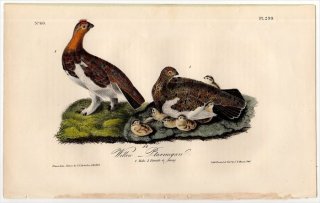 1840年 Audubon Birds of America Pl.299 キジ科 ライチョウ属 カラフトライチョウ Willow Ptarmigan