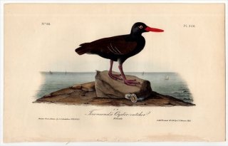 1840年 Audubon Birds of America Pl.326 ミヤコドリ科 ミヤコドリ属 クロミヤコドリ Townsend's Oyster-Catcher