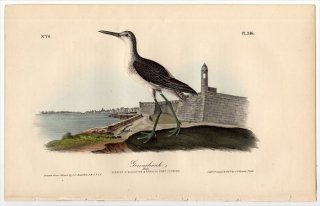 1840ǯ Audubon Birds of America Pl.346  °  Greenshank