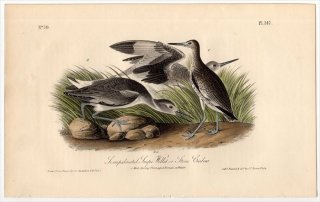 1840ǯ Audubon Birds of America Pl.347  ° ϥ Semipalmated Snipe Willet