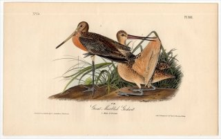 1840年 Audubon Birds of America Pl.348 シギ科 オグロシギ属 アメリカオオソリハシシギ Great Marbled Godwit