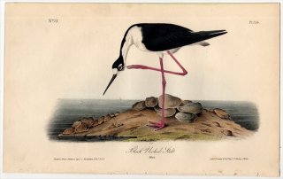 1840年 Audubon Birds of America Pl.354 セイタカシギ科 セイタカシギ属 クロエリセイタカシギ Black Necked Stilt