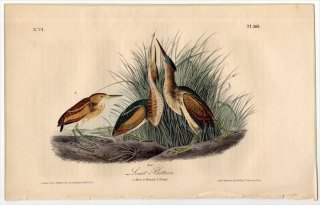 1840ǯ Audubon Birds of America Pl.366  襷° 襷 Least Bittern
