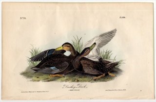 1840年 Audubon Birds of America Pl.386 カモ科 マガモ属 アメリカガモ Dusky Duck