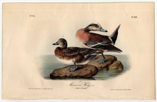 1840ǯ Audubon Birds of America Pl.389  ޥ° ꥫҥɥ American Widgeon