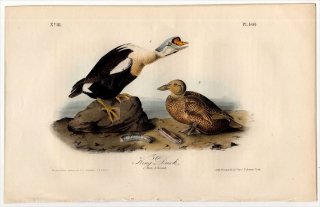 1840年 Audubon Birds of America Pl.404 カモ科 ケワタガモ属 ケワタガモ Ring Duck