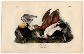 1840ǯ Audubon Birds of America Pl.405  勵° ۥ󥱥勵 Eider Duck