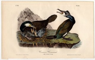 1840ǯ Audubon Birds of America Pl.415  ° 復 Common Cormorant