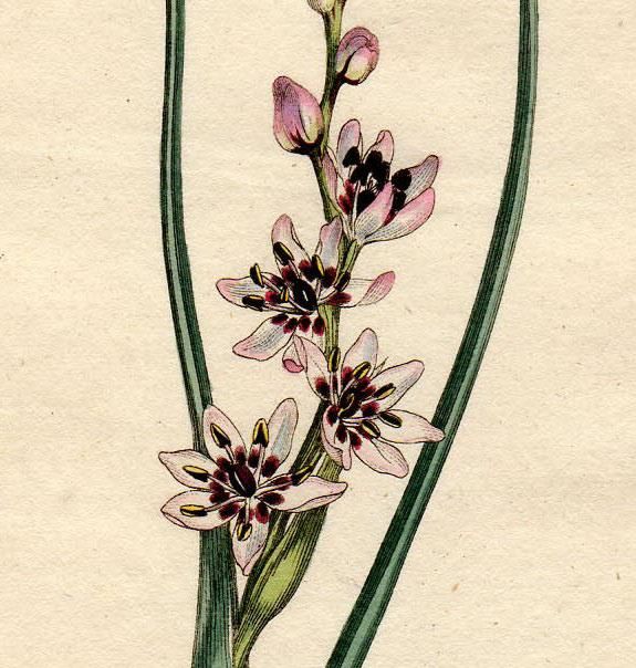 1802年 Curtis Botanical Magazine No 558 イヌサフラン科 ウルンベア属 Melanthium Junceum アンティークプリント ボタニカルアート 博物画の通販サイト Spirito Di Artigiano