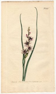 1802ǯ Curtis Botanical Magazine No.558 ̥ե ٥° MELANTHIUM JUNCEUM