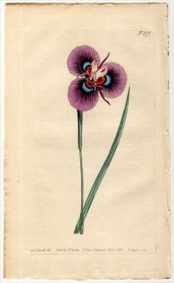 1802ǯ Curtis Botanical Magazine No.571  饨° IRIS VILLOSA
