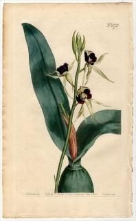 1802ǯ Curtis Botanical Magazine No.572  ץƥ° EPIDENDRUM COCHLEATUM