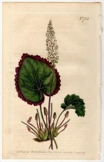 1804ǯ Curtis Botanical Magazine No.754 復 饯° GALAX APHYLLA