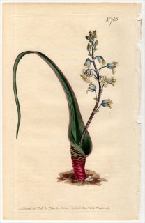 1804ǯ Curtis Botanical Magazine No.766  饱ʥꥢ° LACHENALIA UNIFOLIA