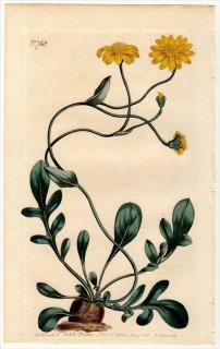 1804ǯ Curtis Botanical Magazine No.768  ȥ° OTHONNA PINNATA