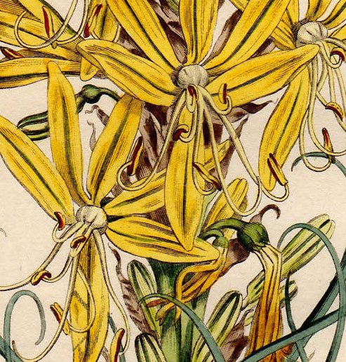 1804年 Curtis Botanical Magazine No 773 ツルボラン科 アスフォデルス属 Asphodelus Luteus アンティークプリント ボタニカルアート 博物画の通販サイト Spirito Di Artigiano