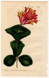 1804ǯ Curtis Botanical Magazine No.781  ° ĥ̥˥ɥ LONICERA SEMPERVIRENS