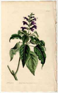 1810ǯ Curtis Botanical Magazine No.1294  ° SALVIA AMOENA