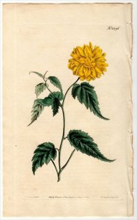 1810ǯ Curtis Botanical Magazine No.1296 Х ޥ֥° ޥ֥ CORCHORUS JAPONICUS,var..flore pleno