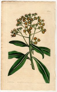 1810ǯ Curtis Botanical Magazine No.1305 ȥ 桼եӥ EUPHORBIA MELLIFERA