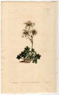 1810ǯ Curtis Botanical Magazine No.1327 Х ॷ° POTENTILLA CLUSIANA