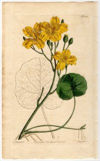 1810ǯ Curtis Botanical Magazine No.1328 ߥĥ Ornduffia° MENYANTHES SARMENTOSA