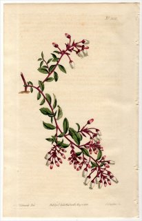1813ǯ Curtis Botanical Magazine No.1550 ĥĥ Υ° VACCINIUM NITIDUM(.) DECUMBENS