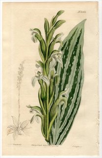 1813ǯ Curtis Botanical Magazine No.1562  륳å° NEOTTIA PICTA
