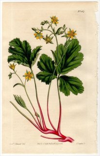 1813ǯ Curtis Botanical Magazine No.1567 Х Х° DALIBARDA FRAGARIOIDES